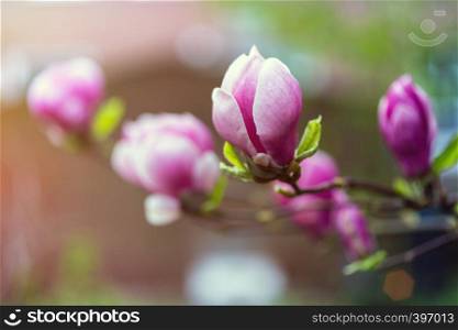 spring - a branch with beautiful magnolia flowers