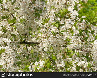 Spring a lot of white flowers blooming cherry orchard