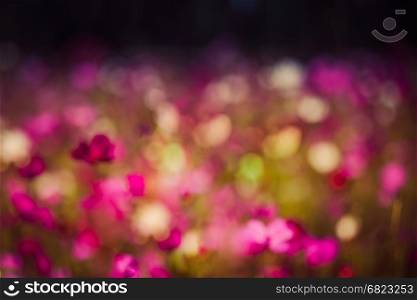 Spring abstract blurred bokeh of Cosmos flowers