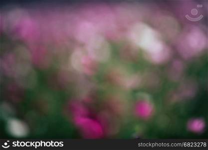 Spring abstract blurred bokeh of Cosmos flowers
