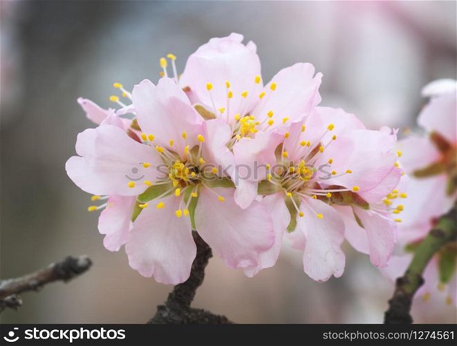 Spring almond flower on tree. Element of design.