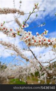 Spring almond tree flowers in Sierra de Espadan Castellon Spain