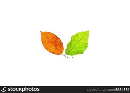 Spring and autumn leafs