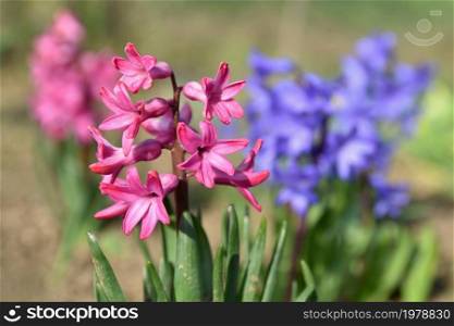 Spring and beautifully blooming flowers - hyacinth.