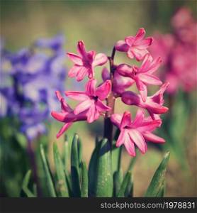 Spring and beautifully blooming flowers - hyacinth.