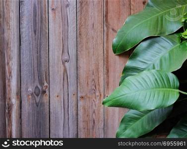 Spring and easter concept, green leaves on wooden background texture