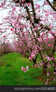 Spring Apple Blossoms. Apple orchard with rows of trees covered in pink flowers that will grow into fresh apples