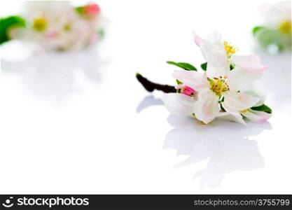 Spring apple flowers on white background for spring season