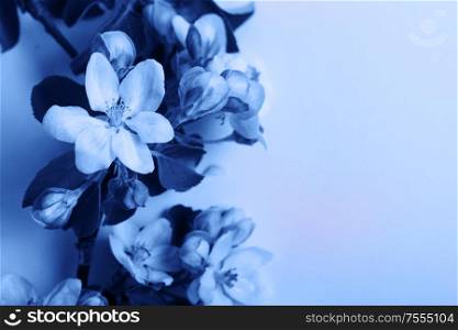 Spring apple tree blooming flowers border, top view flat lay close up scene with copy space in classic blue color. Spring tree flowers
