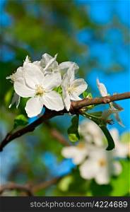 Spring apple tree blossom flower