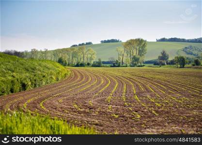Spring arable land. Spring wavy agriculture scene. Rural landscape of South Moravia