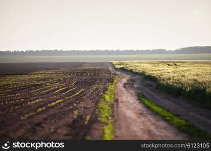 Spring arable wheat fields and country road. Sunny spring day. Ukraine