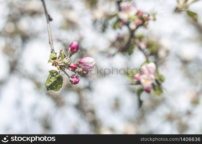 Spring background art with Pink Apple Tree Blossom. Beautiful Nature Scene with Blooming Tree and Sun Flare. Abstract Green blurred background. Shallow depth of field.