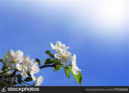 Spring background. Beautiful branch apple tree blossoms against a blue background .. Spring background. Beautiful branch apple tree blossoms against a blue background