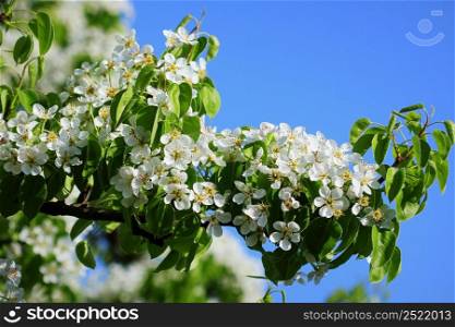 Spring background. Beautiful branch pear tree blossoms against a blue background .. Spring background. Beautiful branch pear tree blossoms against a blue background