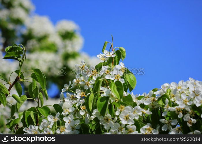 Spring background. Beautiful branch pear tree blossoms against a blue background .. Spring background. Beautiful branch pear tree blossoms against a blue background