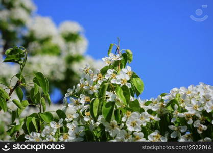 Spring background. Beautiful branch pear tree blossoms against a blue background .. Spring background. Beautiful branch pear tree blossoms against a blue background