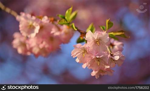 Spring background. Beautiful flowering tree with natural colors. Beautiful spring morning with the rising sun.