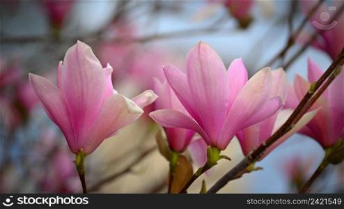 Spring background. Beautiful flowering white-pink tree - Magnolia.
