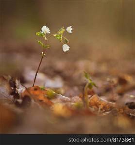 Spring background. Beautiful little white flowers in nature.  Small plant in the forest  Isopyrum thalictroides 