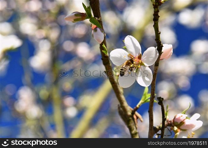 Spring background. Beautifully blossoming tree with bee. Flower in nature.