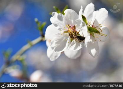 Spring background. Beautifully blossoming tree with bee. Flower in nature.