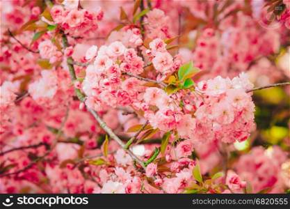 Spring Background. Blossom tree .Spring flowers
