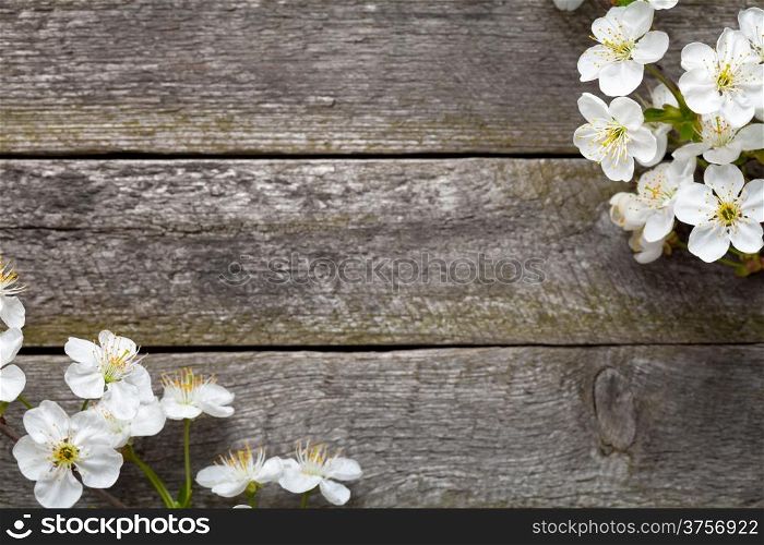 Spring background. Cherry flowers on wooden table. Top view