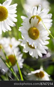 spring background - daisies in the meadow 
