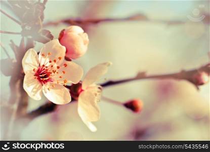 Spring background from glossom of plum and blue sky, pastel tones, selective focus