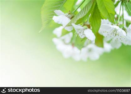 Spring background full of young green and flowering white cherry blossoms