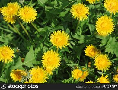 Spring background of yellow dandelion meadow
