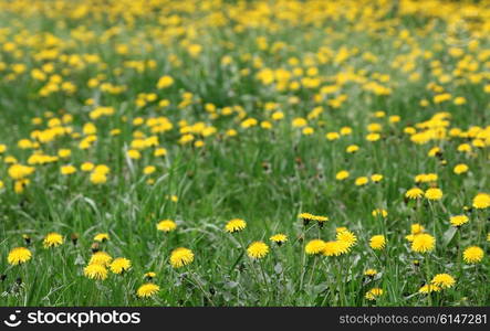 Spring background of yellow dandelion meadow