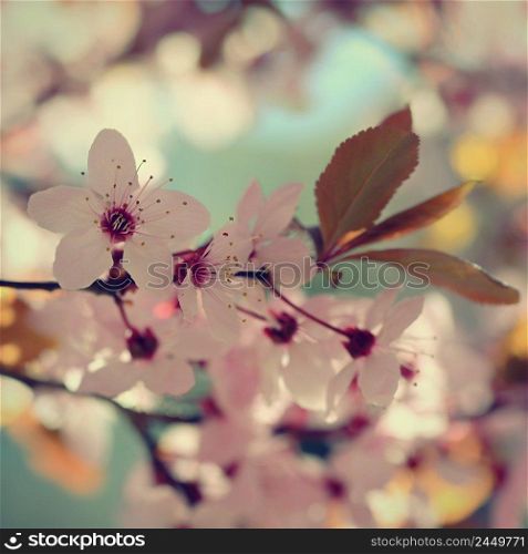 Spring background. Pink cherry blossoms on a tree under a blue sky. Beautiful Sakura flowers during spring time in the park.