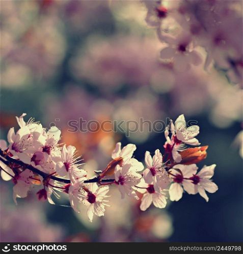 Spring background. Pink cherry blossoms on a tree under a blue sky. Beautiful Sakura flowers during spring time in the park.