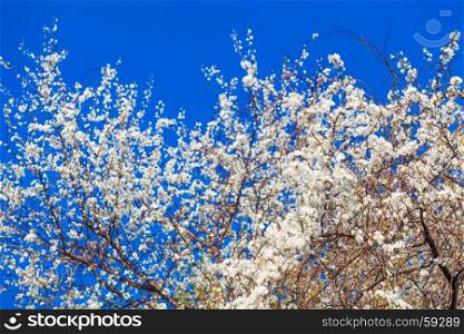 spring background. Spring blossom background