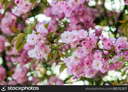 spring background. spring blossoming tree with pink background