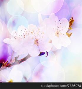 spring background, tender blur colors and bokeh