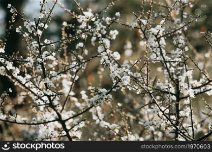 Spring background with a plant and lot of copy space with a super hard light, peace concept