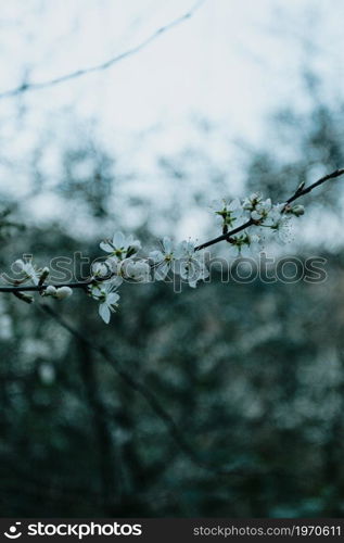 Spring background with a plant and lot of copy space with a super hard light, peace concept