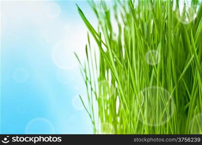 Spring background with abstract bokeh, natural grass and sky