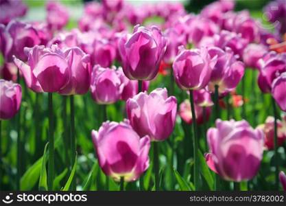 Spring background with beautiful bright tulips