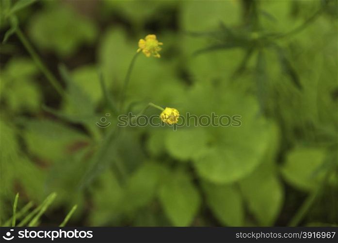 Spring background with beautiful flowers. Spring blooming flowers and green grass. Summer background blur
