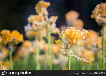 Spring background with beautiful yellow flower.
