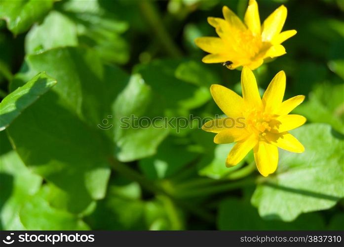 Spring background with beautiful yellow flowers in green grass