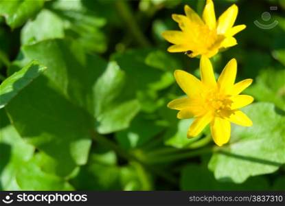 Spring background with beautiful yellow flowers in green grass