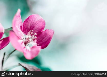 Spring background with blooming bright pink apple tree flowers. Beautiful nature scene with sunlight. Orchard abstract blurred springtime background with copy space. Easter sunny day Moody bold colors
