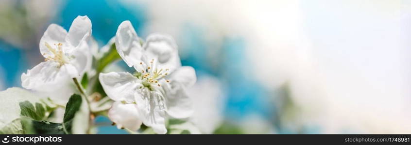 Spring background with blooming white apple tree flowers. Beautiful nature scene with sunlight. Orchard abstract blurred springtime background with copy space. Easter sunny day