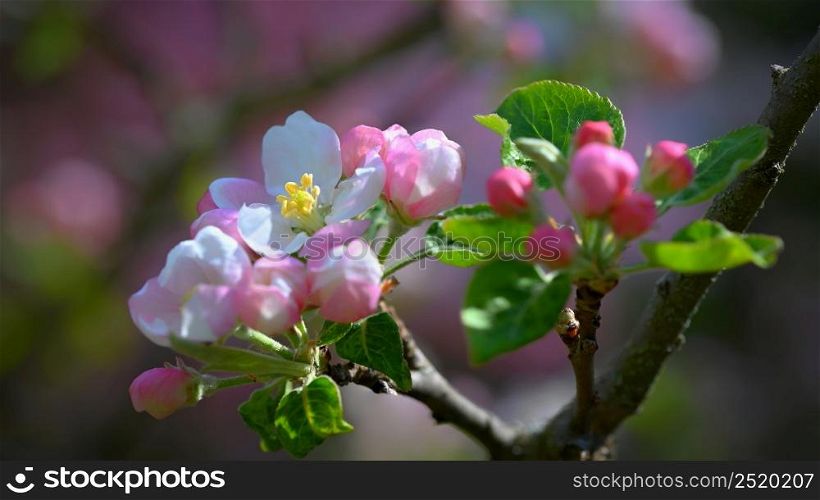 Spring background with blossoming fruit tree. Beautiful blooming apple tree in spring time.