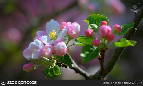 Spring background with blossoming fruit tree. Beautiful blooming apple tree in spring time.